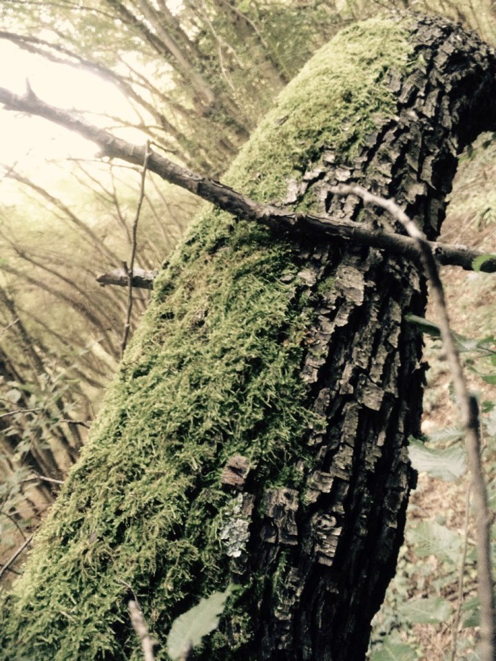 treebeard_s_limb_by_thenewoath-dahmcfp